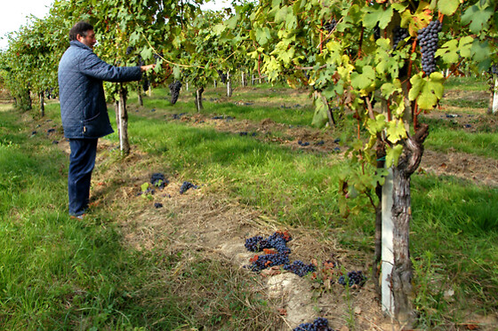 Antichi Vigneti di Cantalupo - photo 6
