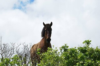 Tour de carrinha ou Jeep à escolha para 1 | Pro Island Tour (Ilha Terceira, Açores)