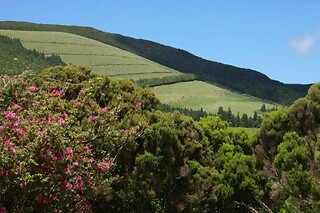 Tour de carrinha ou Jeep à escolha para 1 | Pro Island Tour (Ilha Terceira, Açores)