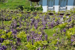 Quinta da Vegia - Casa de Cello