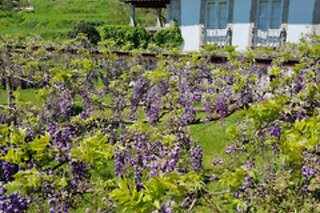 Visita às Vinhas, Adega + Prova de 2 vinhos para 1 |  Quinta da Vegia - Casa de Cello (Penalva do Castelo, Viseu)