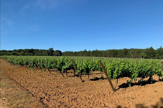 Prova de 6 Vinhos para 2 | Quinta da Centieira (Almoster, Santarém)