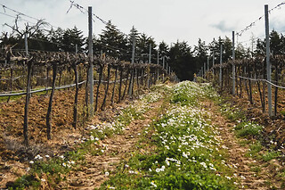 Prova de 6 Vinhos para 2 | Quinta da Centieira (Almoster, Santarém)