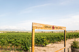 CELLER MAS VICENS