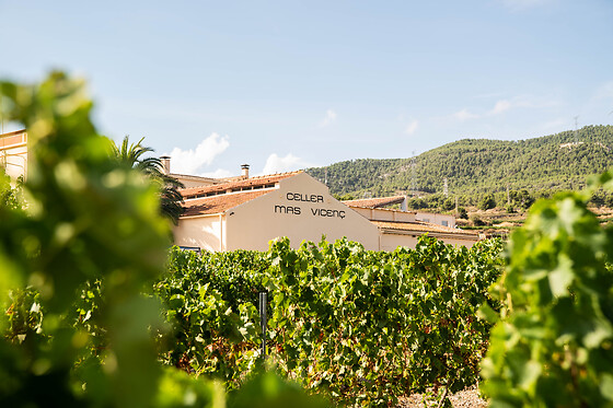 CELLER MAS VICENS - photo 7