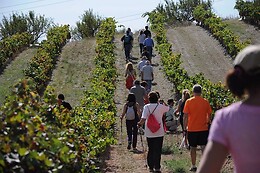 CELLER MAS VICENS