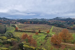 Visita às Vinhas, Adega + Prova de 2 vinhos para 1 |  Quinta da Vegia - Casa de Cello (Penalva do Castelo, Viseu)
