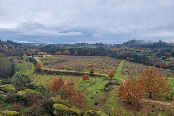 Visita às Vinhas, Adega + Prova de 2 vinhos para 1 |  Quinta da Vegia - Casa de Cello (Penalva do Castelo, Viseu)