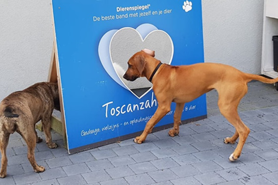 Toscanzahoeve - photo 3