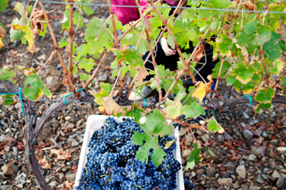 BODEGA EMPORDALIA - photo 2