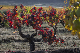 QUINTA DOS TERMOS