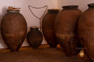 Visita à Vinha com prova de 2 vinhos (2h30) + Tábua de petiscos para 1 | Adega Malápio (Aguada de Baixo, Águeda)
