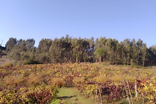 Visita à Vinha com prova de 2 vinhos (2h30) + Tábua de petiscos para 1 | Adega Malápio (Aguada de Baixo, Águeda)