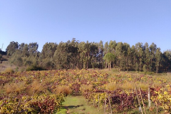 Visita à Vinha com prova de 2 vinhos (2h30) + Tábua de petiscos para 1 | Adega Malápio (Aguada de Baixo, Águeda)