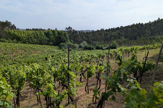 Visita à Vinha com prova de 2 vinhos (2h30) + Tábua de petiscos para 1 | Adega Malápio (Aguada de Baixo, Águeda)