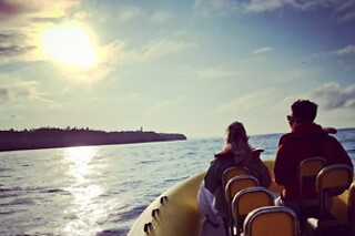 Observação de Golfinhos para 1 | Ocean View - Boat Trips & Tours (Lagos)