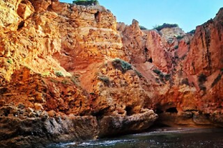 Observação de Golfinhos para 1 | Ocean View - Boat Trips & Tours (Lagos)