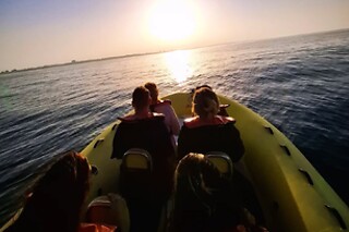 Observação de Golfinhos para 1 | Ocean View - Boat Trips & Tours (Lagos)