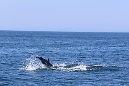 Ocean View - Boat Trips & Tours