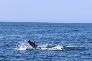 Observação de Golfinhos para 1 | Ocean View - Boat Trips & Tours (Lagos)