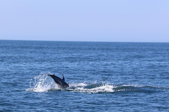 Observação de Golfinhos para 1 | Ocean View - Boat Trips & Tours (Lagos)