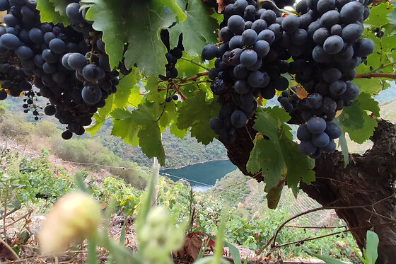 BODEGAS PETRÓN - photo 3