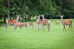 Parc Forestia