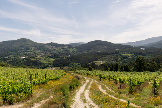Prova de vinhos Premium com tábua de queijos e enchidos para 2 | Casa Santa Eulália (Mondim de Basto, Vila Real)