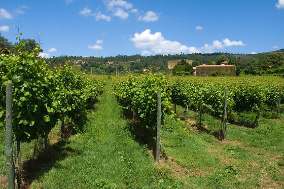 Prova de vinhos Premium com tábua de queijos e enchidos para 2 | Casa Santa Eulália (Mondim de Basto, Vila Real)