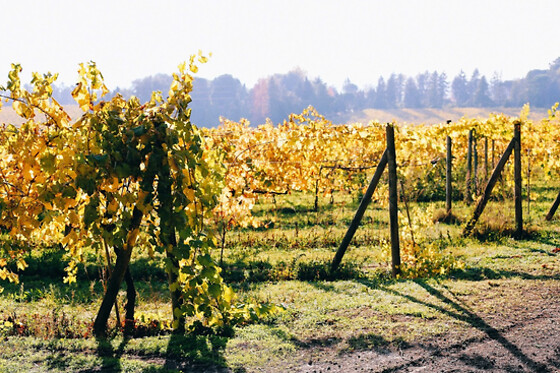 Prova de 7 Vinhos + Visita + Percurso Pedestre para 2 | Casa de Vilacetinho (Alpendorada, Marco de Canaveses)