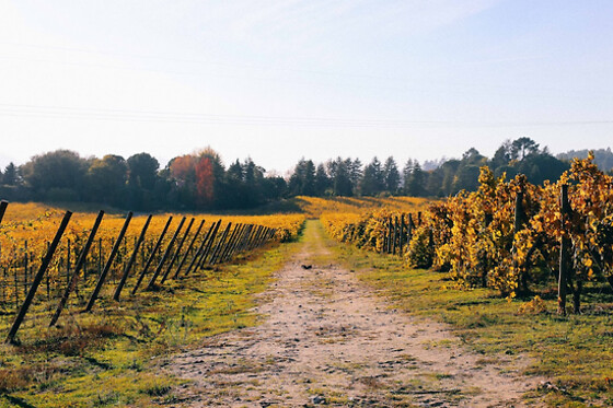 Prova de 7 Vinhos + Visita + Percurso Pedestre para 2 | Casa de Vilacetinho (Alpendorada, Marco de Canaveses)