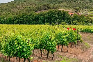 Prova de vinhos Reserva Dom Botelho + Tapas para 2 | Casa Grande do Seixo (Vidago, Vila Real)