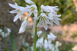 JARDIN BOTANICO DE SOLLER