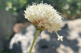 JARDIN BOTANICO DE SOLLER
