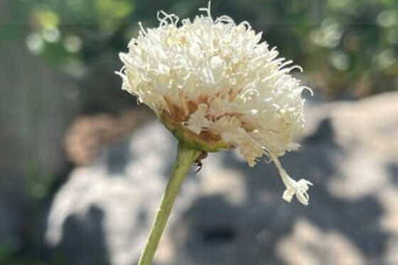 JARDIN BOTANICO DE SOLLER - photo 10