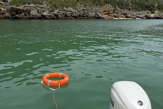 Observação de Golfinhos no Sado para 1 adulto e 1 criança | Lusanto Group (Setúbal) | Lusanto Group (Setúbal)