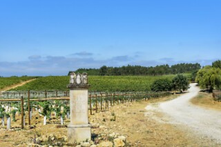 Prova de Vinhos Premium para 2 | Caves São João (Sangalhos, Anadia)