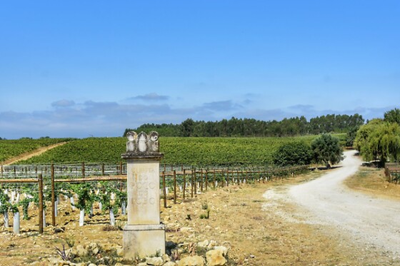 Prova de Vinhos Premium para 2 | Caves São João (Sangalhos, Anadia)