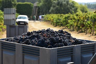 Prova de Vinhos Premium para 2 | Caves São João (Sangalhos, Anadia)