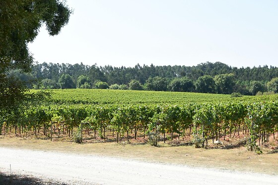 Prova de Vinhos Premium para 2 | Caves São João (Sangalhos, Anadia)
