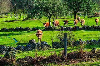 Passeio pedestre pelo Parque Nacional da Peneda-Gerês | Montes de Laboreiro - 1 pessoa (2h)