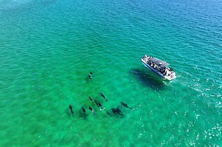 Passeio de Barco pela Baía de Setúbal com Observação de Golfinhos para 1 | Rotas do Sal (Setúbal)