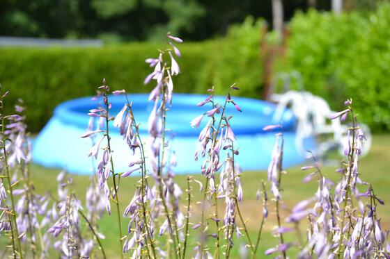 The Little Paradise - photo 5