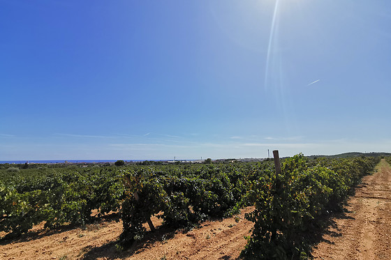 BODEGAS Y CAVAS JAUME SERRA - photo 0