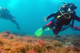 Batismo de mergulho no mar para 1 | Vertente Natural - Arrábida