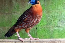 AVIFAUNA