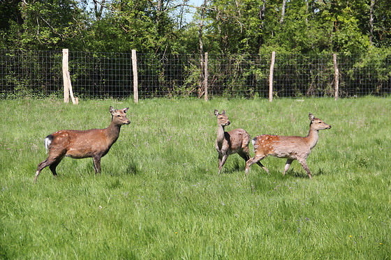 Domaine de la Dombes - photo 9