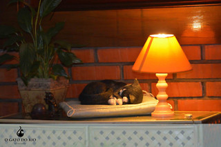 Um Gourmet Card para 2 em O Gato do Rio em São Pedro (Braga)