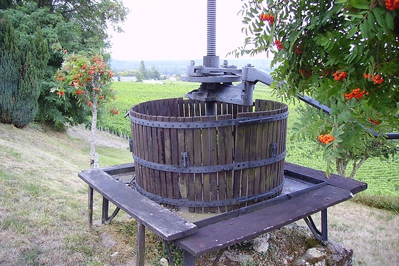 Vinotilus - photo 1